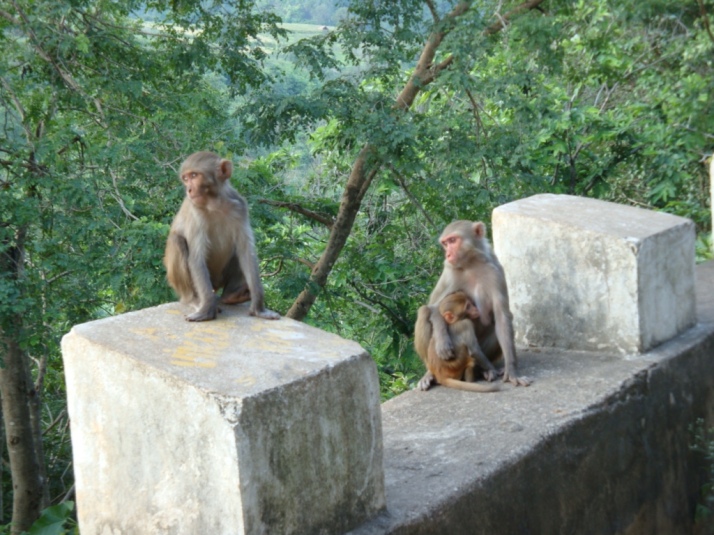 Monkeys at Borra Caves